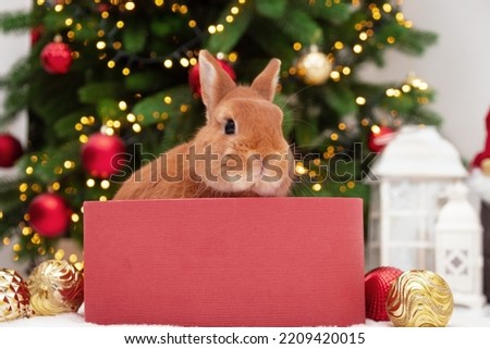 Red bunny sitting in gift box near Christmas tree.Happy New 2023 Year of rabbit.Chinese,east calendar symbol.Cute,adorable pet,animal festive card, present concept.