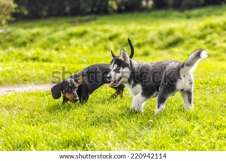 the husky puppy playing with a small fee on the grass