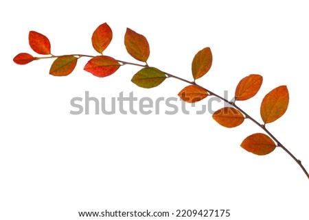 Branch with colorful autumn leaves (Cotoneaster) isolated on white background. Royalty-Free Stock Photo #2209427175