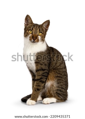 House cat on white background