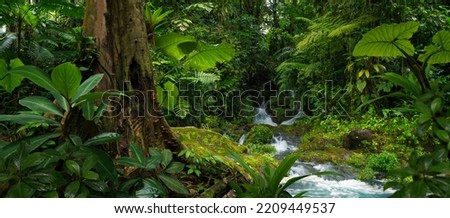 Tropical rain forest in Costa Rica Royalty-Free Stock Photo #2209449537