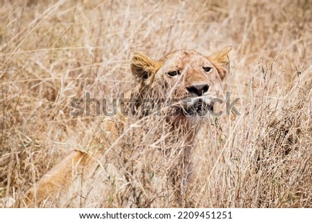Beautiful and majestic lioness with her prey in Serengeti Park, Tanzania. The queen of the savannah dragging a gazelle.
