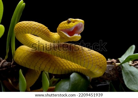 The Yellow White-lipped Pit Viper (Trimeresurus insularis) closeup on branch with isolated background, Yellow White-lipped Pit Viper closeup