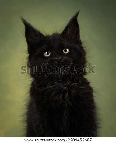 Studio portrait of a black kitten Maine Coon cat on a green background