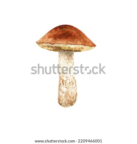 Forest autumn mushroom. Watercolor illustration isolated hand painted