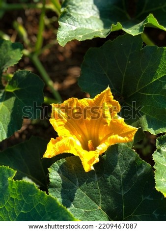 A close-up picture of yellow pumpkin flower taken in the morning in the ricefield located in Jepara, Indonesia