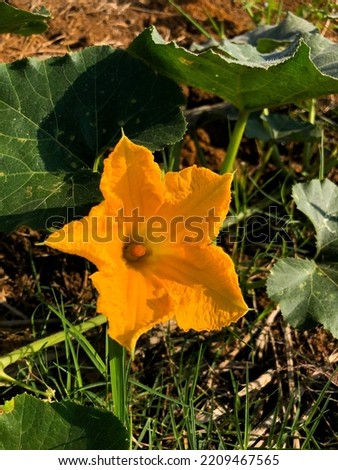 A picture of yellow pumpkin flower taken in the morning.