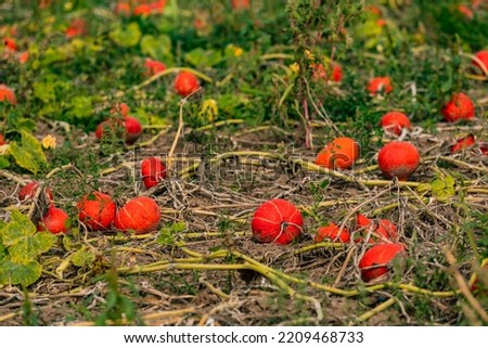 Many Hokkaido pumpkins on a field exposed in autumn