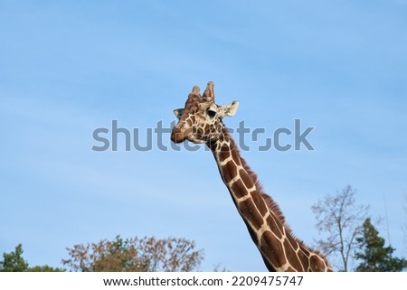 Giraffes head against blue sky. Giraffe portrait, close up