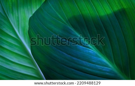 close up macro exotic fresh green leave texture tropical plant of spathiphyllum cannifolium in soft blue glow light blur background.idea for leaf botanical wallpaper desktop,foliage backdrop  cover. Royalty-Free Stock Photo #2209488129