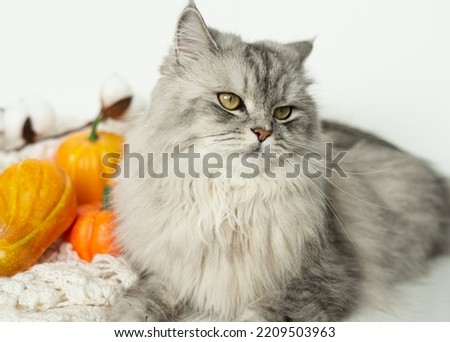 Portrait of a gray fluffy cat on a white background. There are several pumpkins and a cozy knitted warm thing next to the cat.