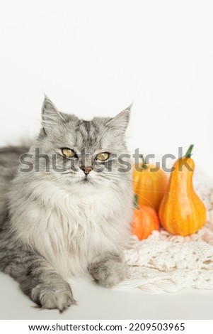 Portrait of a gray impudent cat on a white background. There are several pumpkins and a cozy knitted warm thing next to the cat.