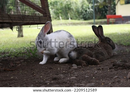 a photo of two rabbits sitting back to back