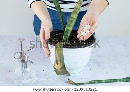 Woman holding withered, dying Sansevieria plant with fertilizer in hand. Overflow of sansevieria. Rotting of the roots of a house plant. Bright background, selective focus