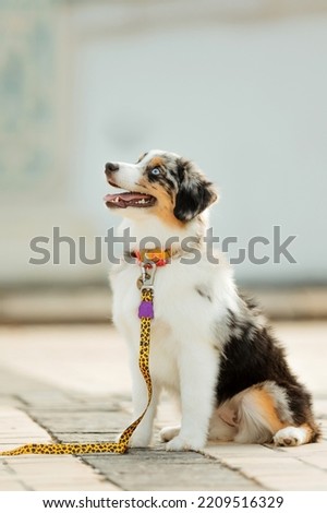 Miniature American Shepherd dog portrait. Dog photo. Blue eyes dog. Domestic animal on the walk Royalty-Free Stock Photo #2209516329