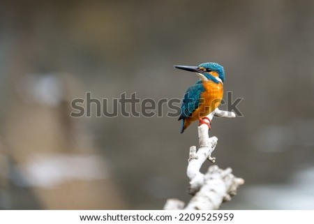 Close up image of male common Kingfisher perching on a tree branch. Royalty-Free Stock Photo #2209525959
