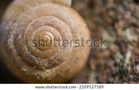 picture of snail shell circle