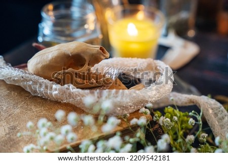 Selective focus on a skull of a rodent on a pile of old books surrounded by a snake moult. 
Blurry background with candles and wooden table. Soft focus on a
white flowers in front. Halloween concept.