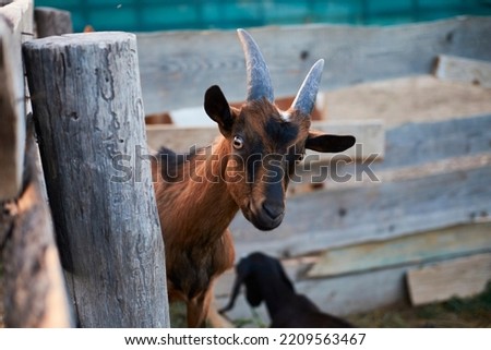 A small brown goat on a farm. Empty space for text.