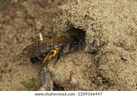 Closeup on an endangered female nycthemeral miner solitary bee, Andrena nycthemera crawling on the ground entering her nest Royalty-Free Stock Photo #2209566447