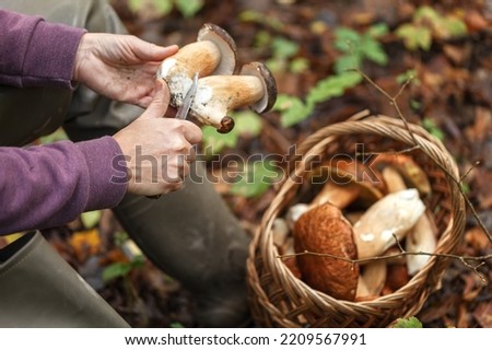 A woman in a forest picking up mushrooms. The search for mushrooms in the woods. Porcini grew in the autumn forest Royalty-Free Stock Photo #2209567991