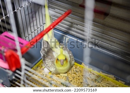 cockatiel corella parrot in a cage incubates an egg lookint into camera Royalty-Free Stock Photo #2209573169