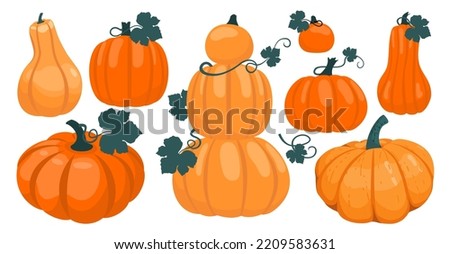 Pumpkin with cuttings and leaves set. Illustrated vector element.

