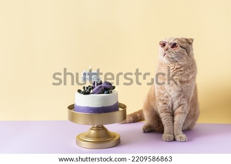 Happy birthday banner. Curious cat wearing sunglasses sitting at a birthday cake with a candle and waiting for gifts. Birthday web line, confectionery, bakery, business concept. Copy space