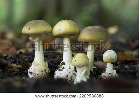 The death cap (Amanita phalloides) is a deadly poisonous mushroom that causes the majority of fatal mushroom poisonings Royalty-Free Stock Photo #2209586883