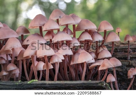 Close-up picture of mushroom, Mycena haematopus, commonly known as the bleeding fairy helmet, the burgundydrop bonnet, or the bleeding Mycena, is a species of fungus in the Mycenaceae family