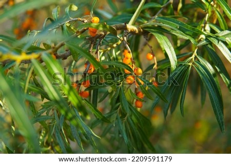 orange sea buckthorn berries on a branch