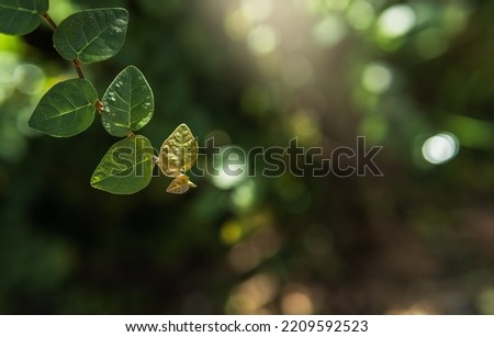 Green leaves with natural lighting well free space for text present, Climbing fig, Creeping rubber plant