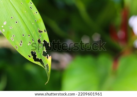 a leaf with holes eaten by caterpillars or insects with negative space and blurry background