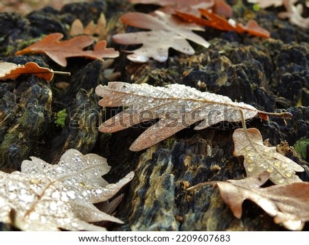 lovely landscape autumn leaves drops cold foliage nature brown green pineapple maple leaf on trunk natural tree forest bright colorful wood concept outdoors