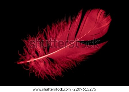 a red goose feather on a black isolated background