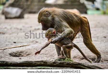 Monkey mom helps her baby