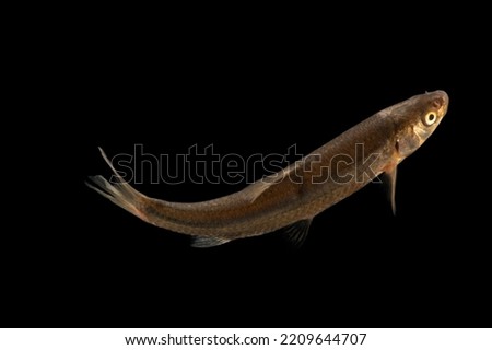 A western silvery minnow and black background Royalty-Free Stock Photo #2209644707