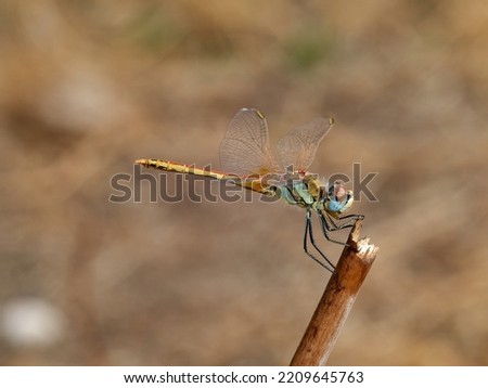 Nomad dragonfly in a natural environment. Sympetrum fonscolombii  