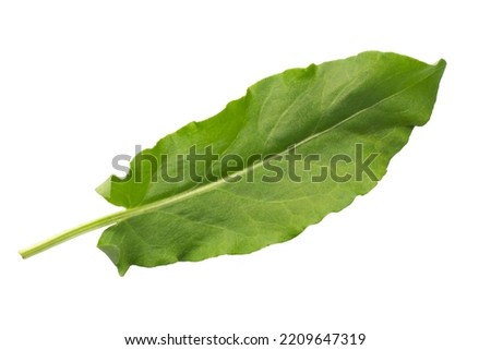 Sorrel leaf isolated on white background Royalty-Free Stock Photo #2209647319