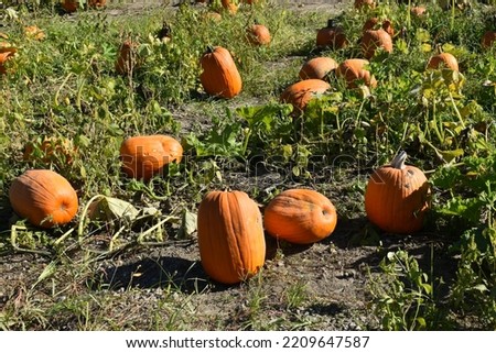 Pumpkins laying in a pumpkin patch