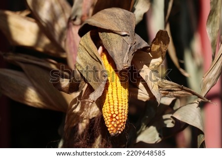 The corn kernels are dried in the sun.