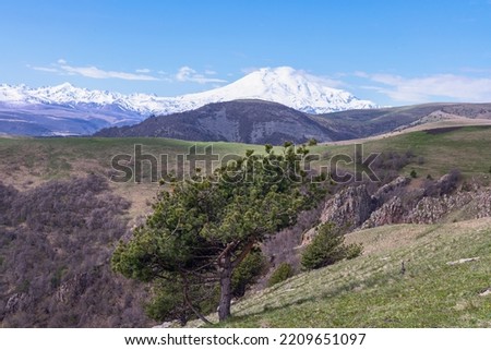beautiful mountain pine on the mountainside against the backdrop of the snow-capped peak of Elbrus. Caucasus. Russia