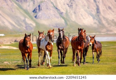 A herd of horses gallop forward against the backdrop of mountains. A herd of horses graze in the meadow in summer and spring, the concept of cattle breeding, with space for text. Royalty-Free Stock Photo #2209651245