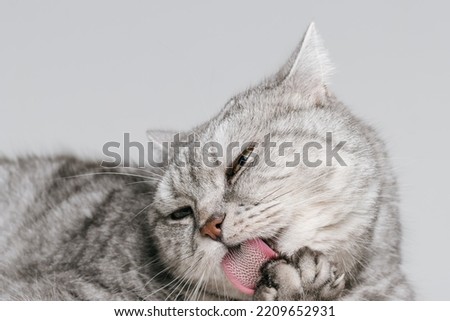 Cat licking his paw closeup, cat washing himself