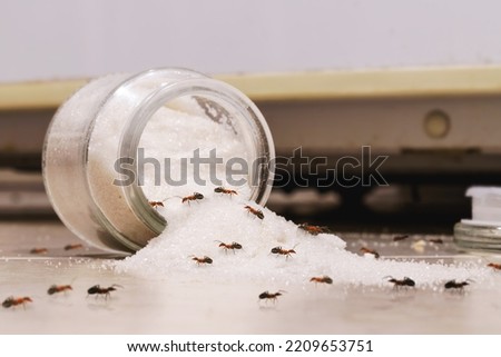 sugar jar lying on the kitchen floor, with red candy ants crawling across the floor, pest problems indoors