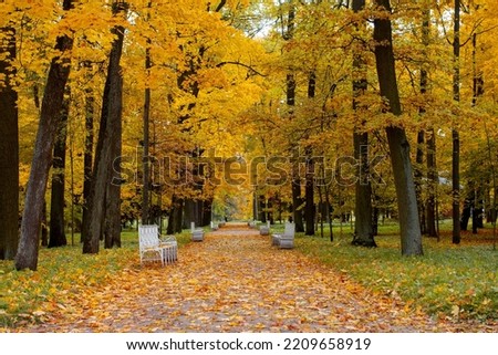 Beautiful autumn park. Picturesque autumn. Bright orange maple leaves. Charming alley among the trees.