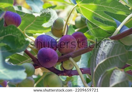 Branch of fig tree with leaves and fruit Royalty-Free Stock Photo #2209659721
