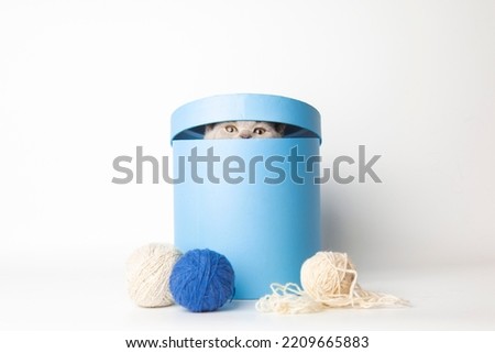 british lilac cunning kitten peeks out of a gift blue box standing on a white background with copy space. the cat is playing with the box. funny pets concept