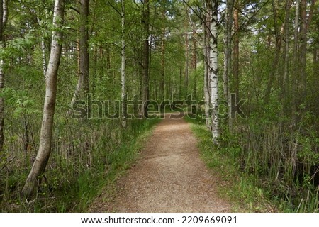 Winding rural bicycle road through the forest park. Early summer. Nature, eco tourism, hiking, walking, running, cycling, sport, leisure activity, healthy lifestyle concepts