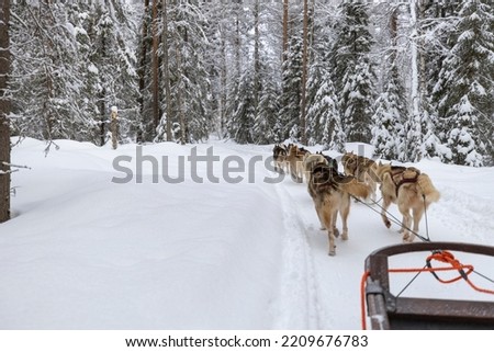Dog sledding in Northern Finland (Lapland).